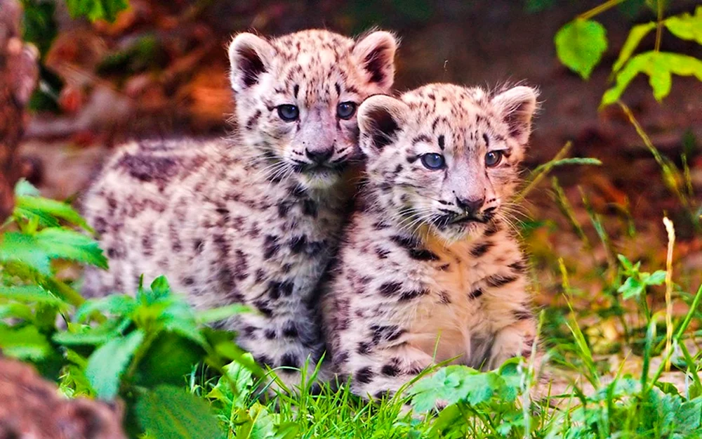Leopardenjunge Schneeleopard Jaguar