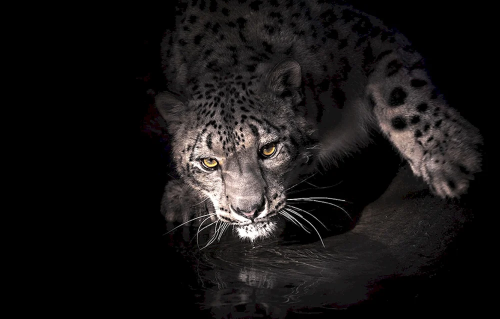 Leopard Schneeleopard Jaguar
