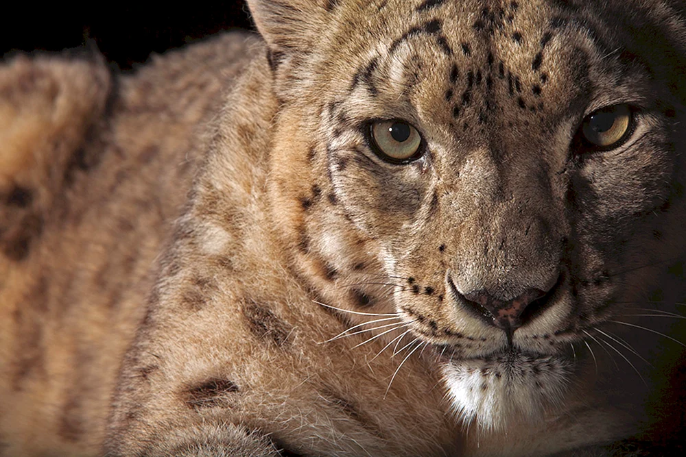 Schneeleopard Irbis Schneeleopard Irbis Schneeleopard Jaguar Schneeleopard Jaguar Schneeleopard Jaguar Schneeleopard Irbis Irbis Irbis Irbis Vollgesicht Schneeleopard Irbis Schneeleopard Schneeleopard Raubtier Schneeleopard Jaguar Schneeleopard.