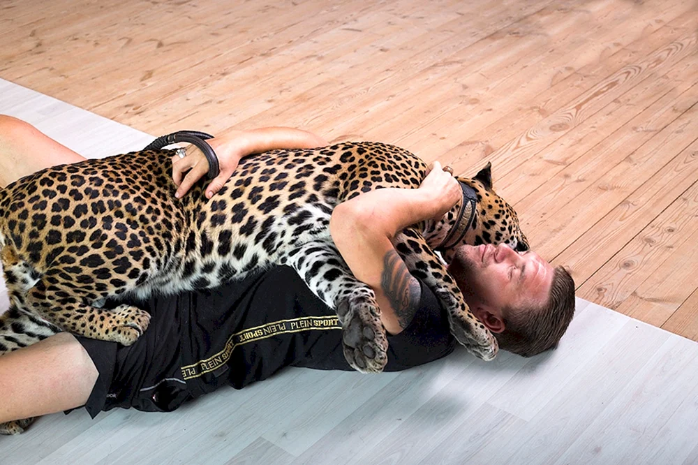 Leoparden Caesar und Alexander Volkov