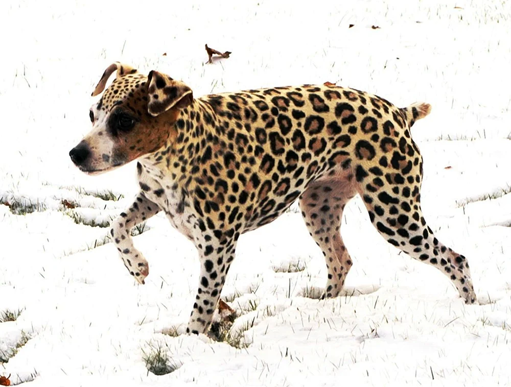 Leopardenfahne