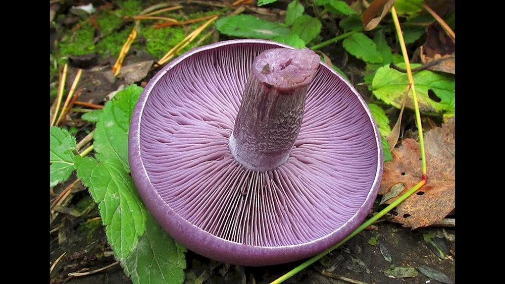 Lepista Fliederbeerpilz