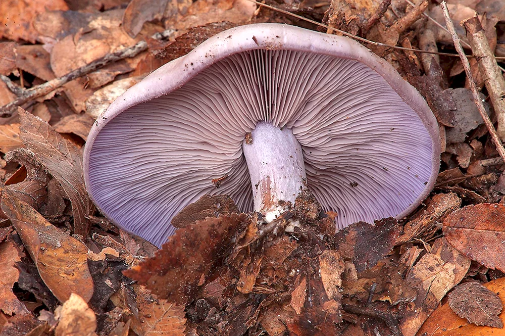 Blaujackiger Vogelbeerenpilz violett