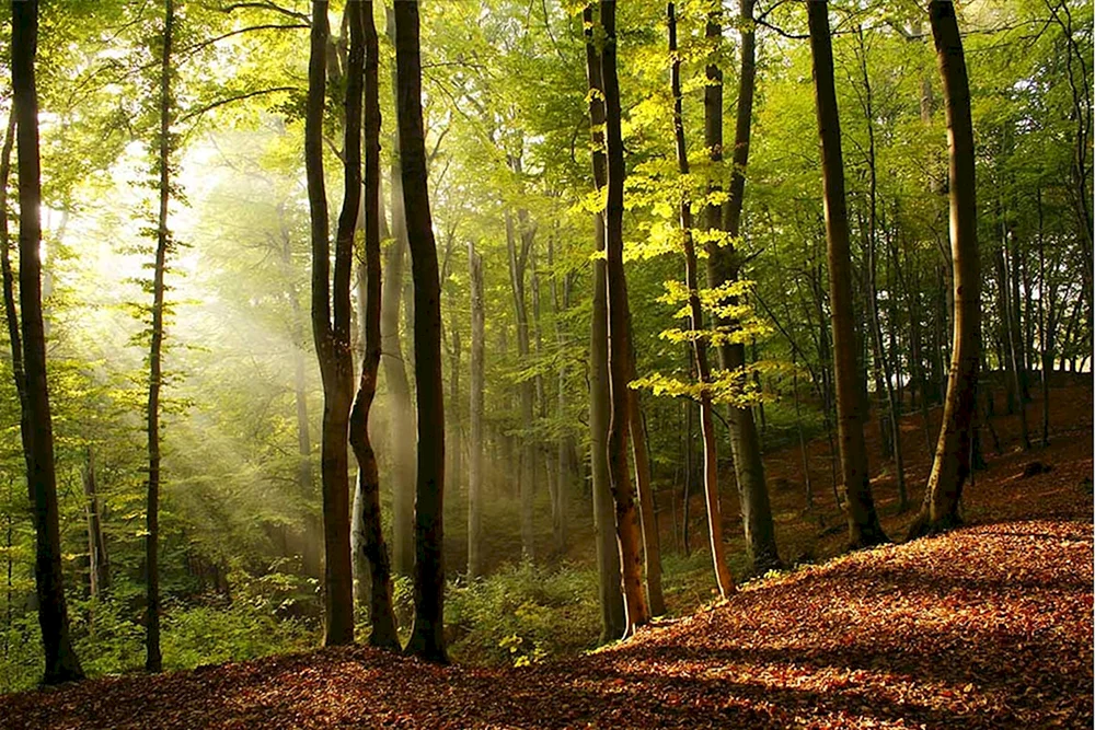 Schöner Wald