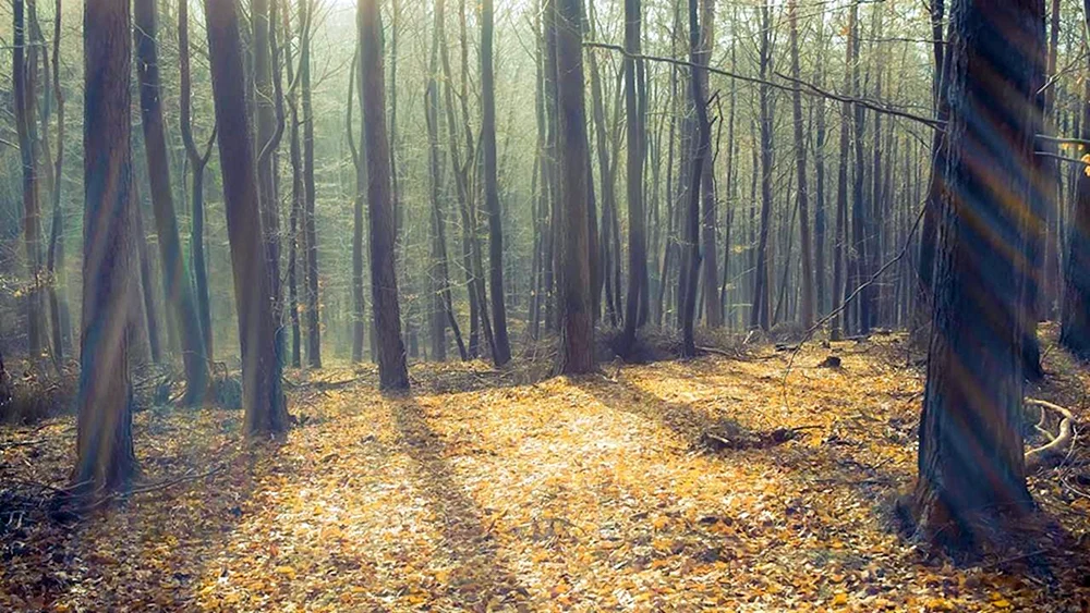 Wald
