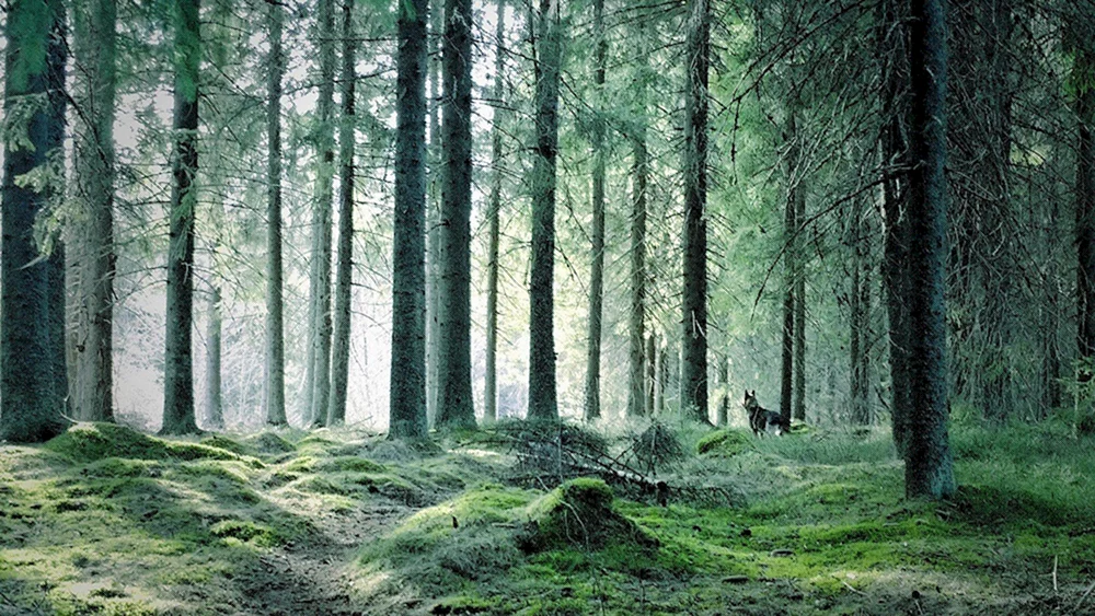 Dunkler Wald