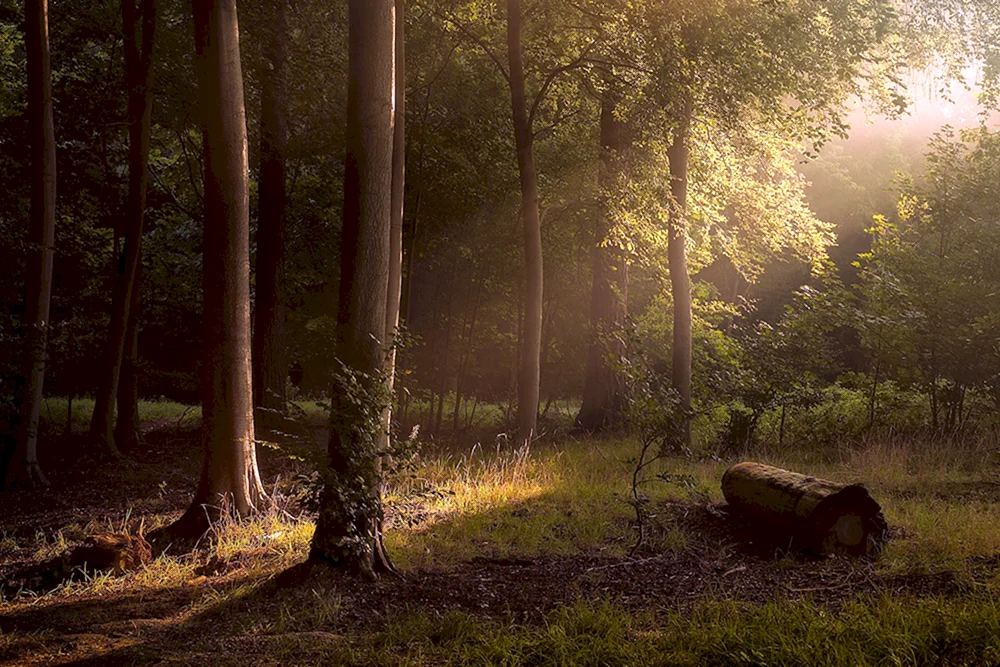 Wald