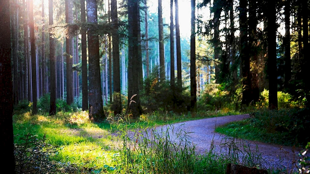 Fichtenwald Bor Solnechny