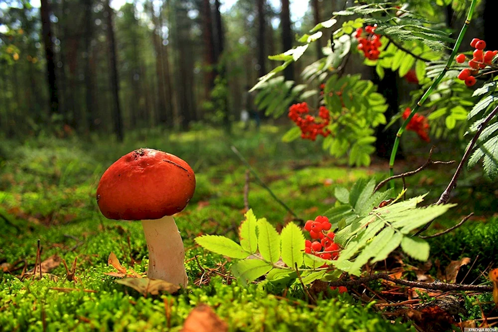 Boroviks Pilz Beere