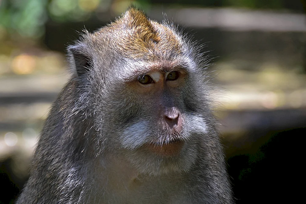 Affe