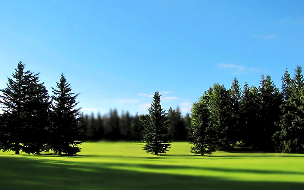 Waldpanorama