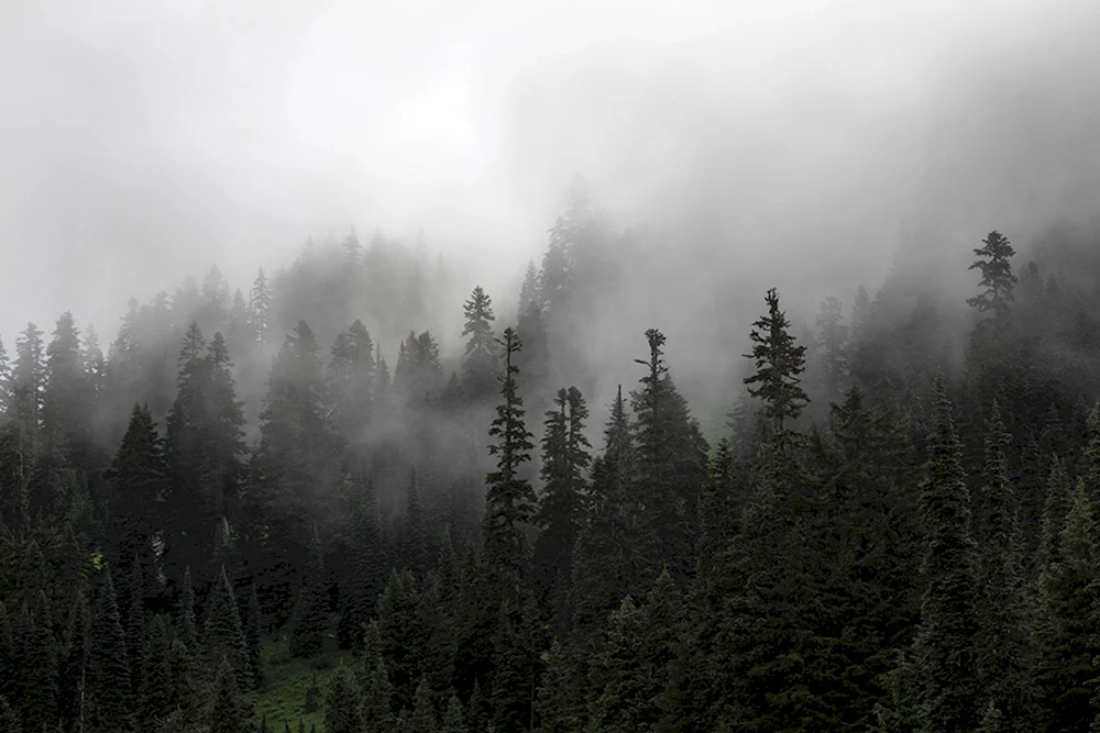 Der Schwarzwald im Nebel