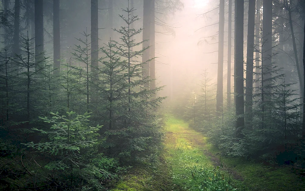 Nebelwald Nebelwald