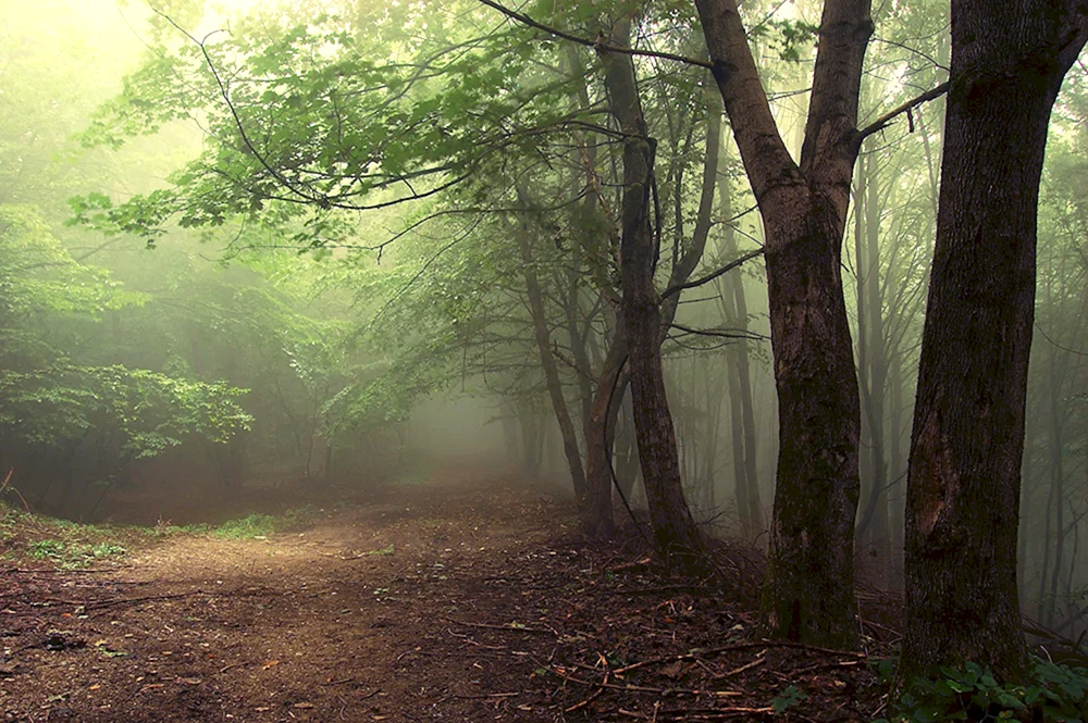 Wald im Nebel