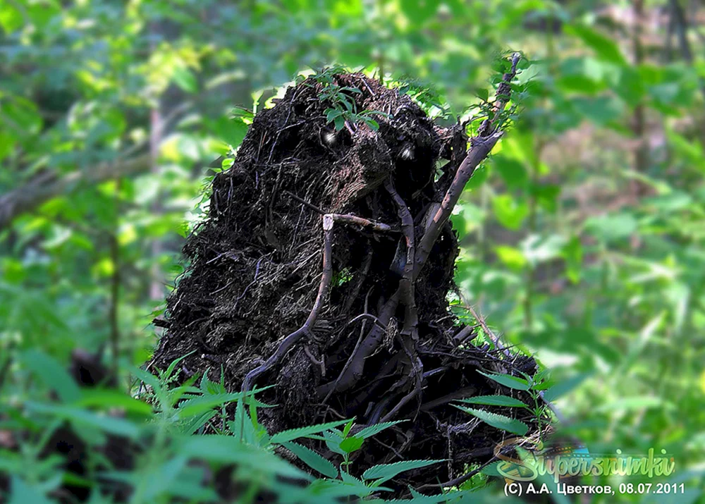 Leshy Vyatichi