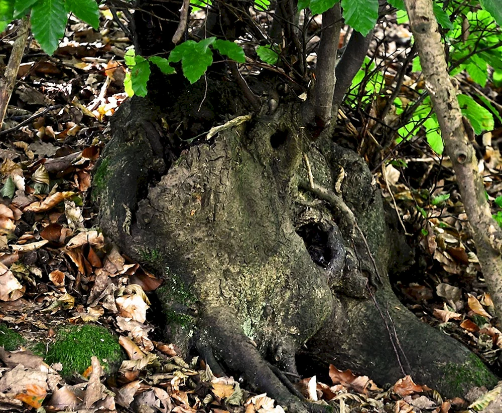 Leshy Wald der Ents Herr der Ringe