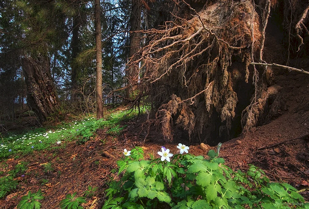 Maschalat Leshy Scharfschütze im Wald