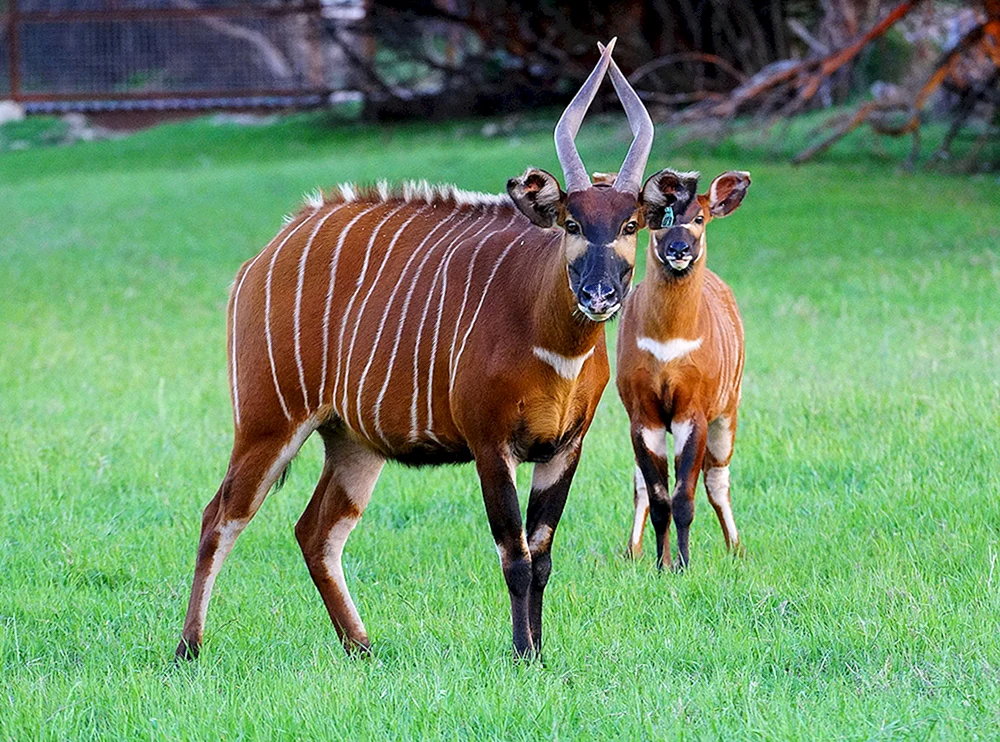 Neoparanische Huftiere