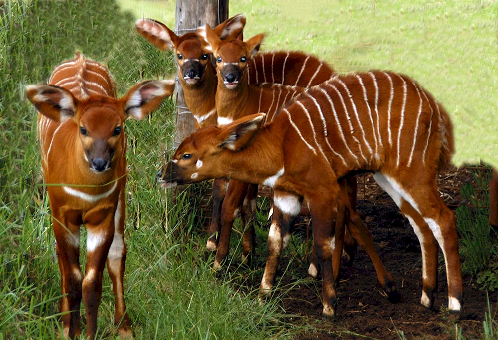 Waldantilope Bongo