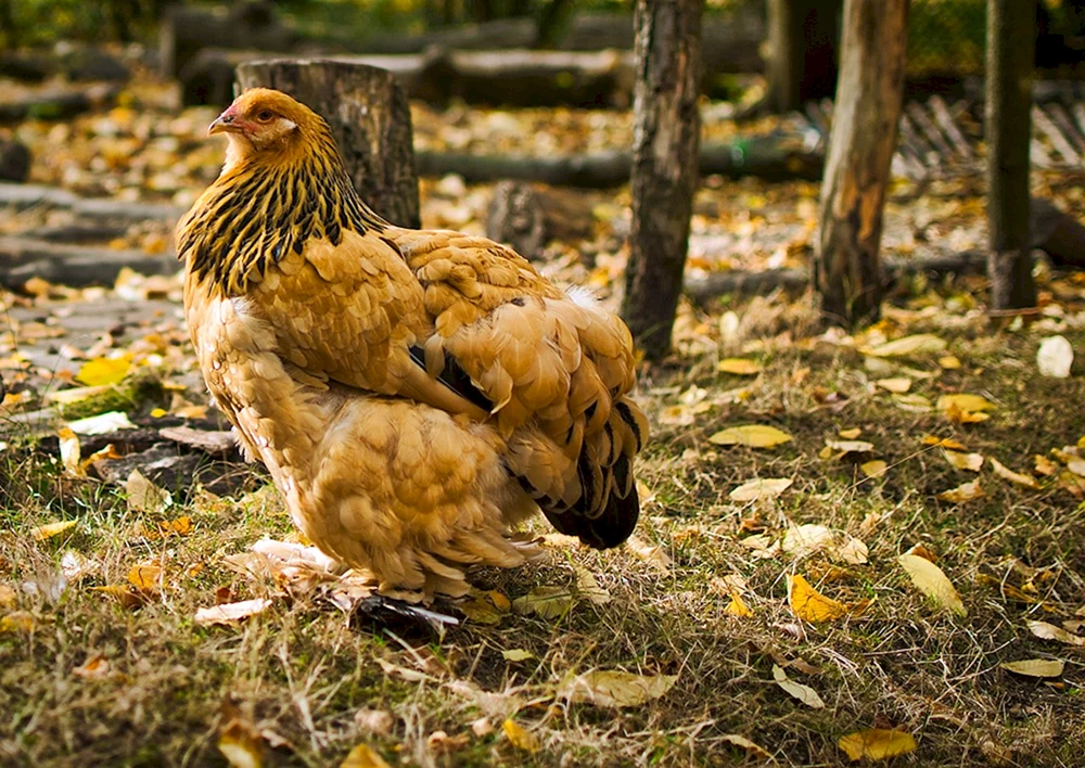 Wildes Bankiwa-Huhn