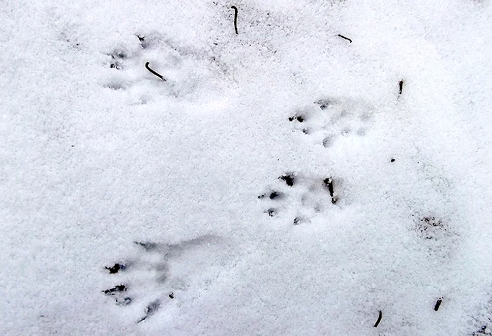 Waldmarderspuren im Schnee