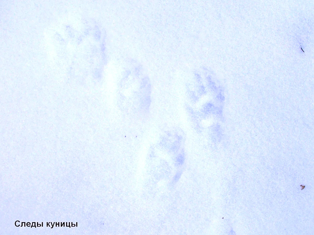 Waldmarderspuren im Schnee