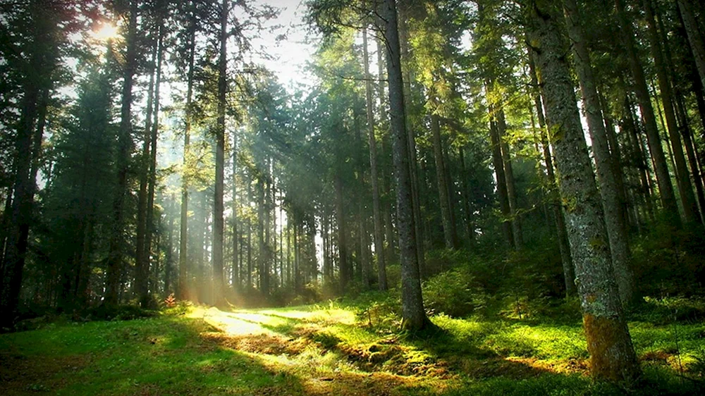 Bittsevsky Wald Polyana