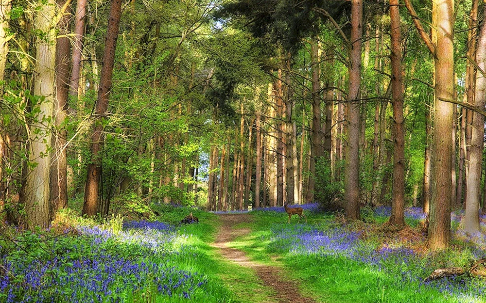 Ein Waldweg