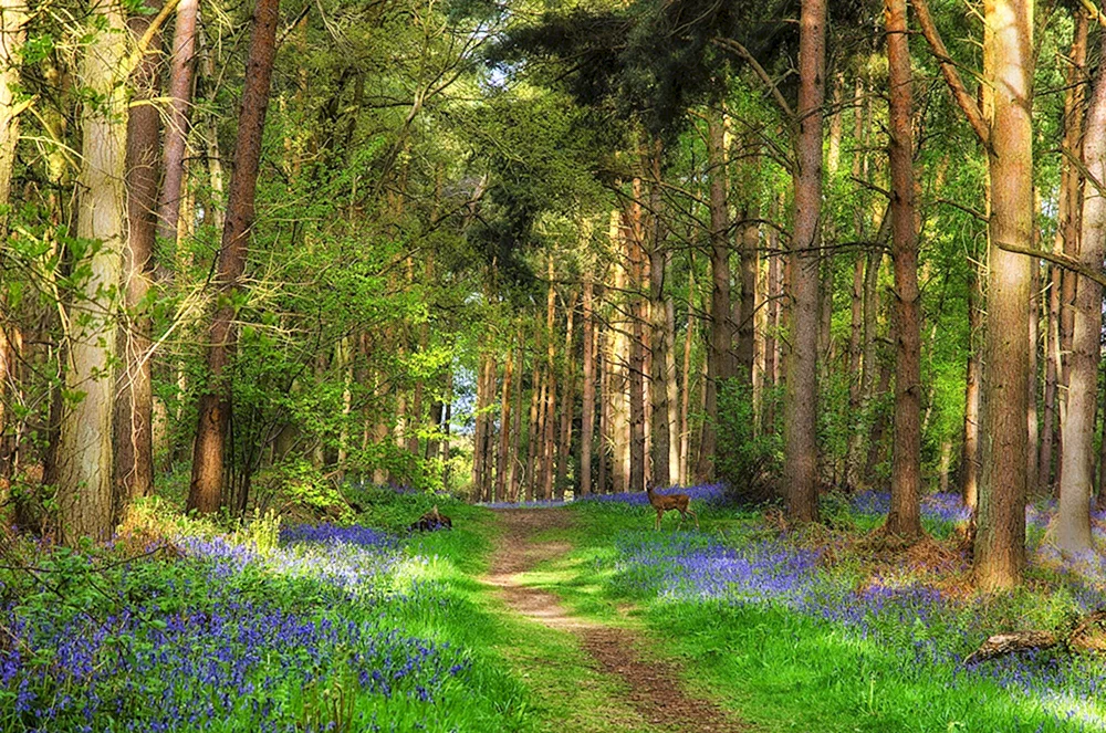 Naturwald