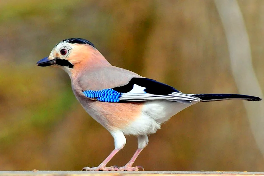 Blauer Sialyla-Blauhäher