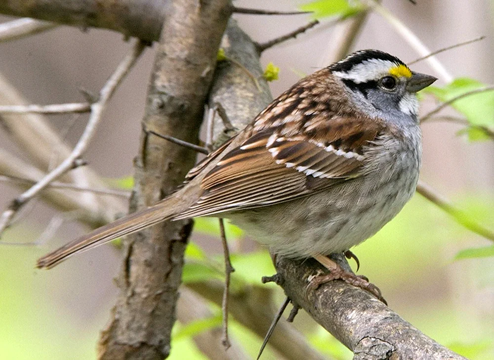 Vogelordnung der Familie der Sperlingsvögel