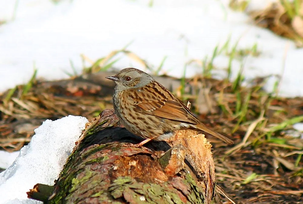 Sturmvögel des Leningrader Gebietes