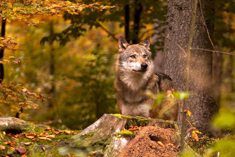 Laubwälder Braunbär