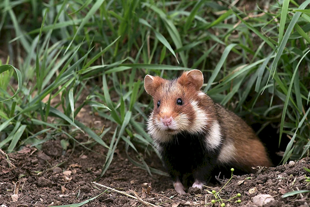 Gewöhnlicher Hamster carbysch