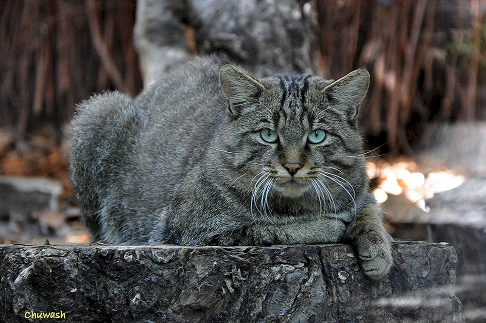Kanadischer Bobcat