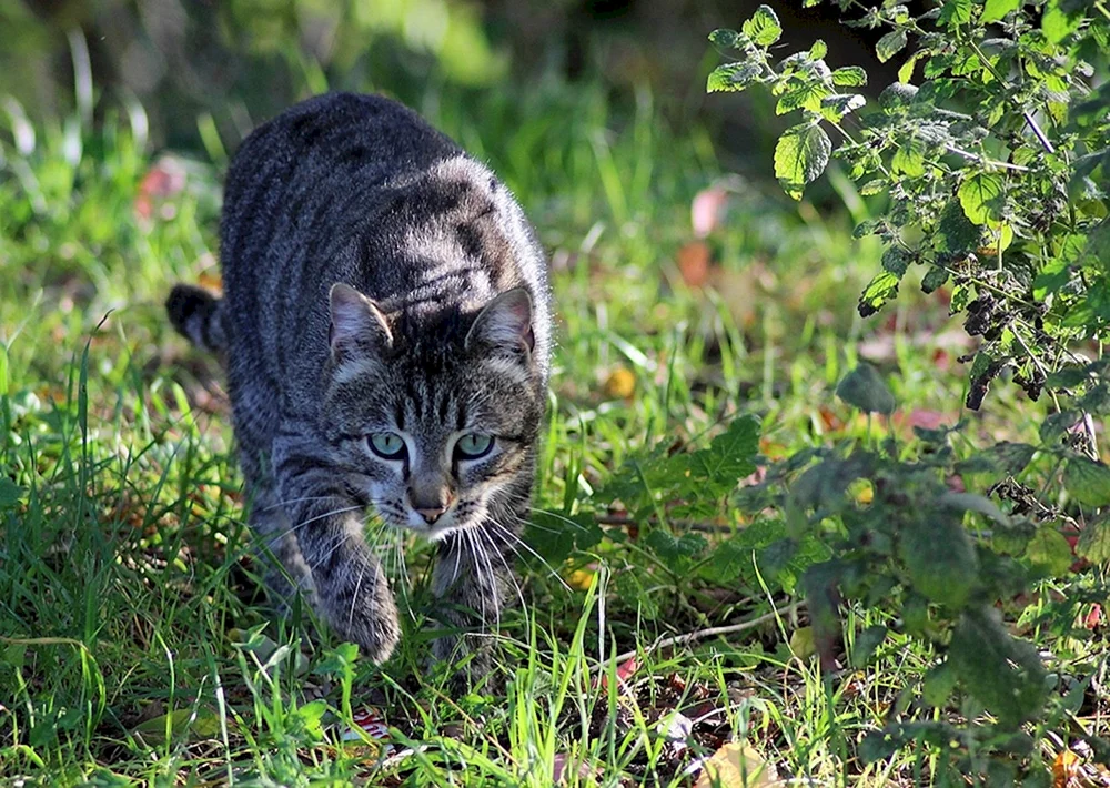 Waldstreifenkatze