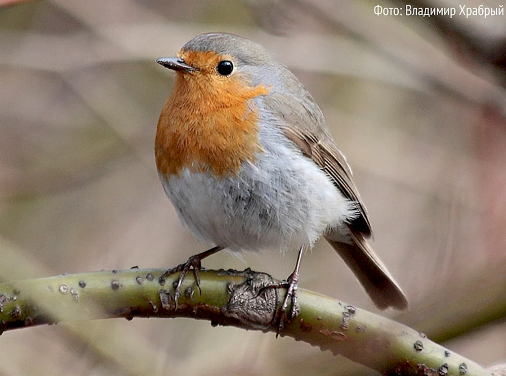 Haubenpieper, Vogel des Leningrader Gebiets
