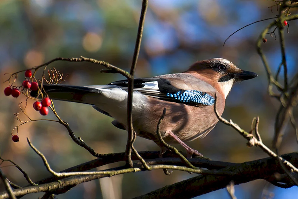Haubenpieper, Vogel von St. Petersburg