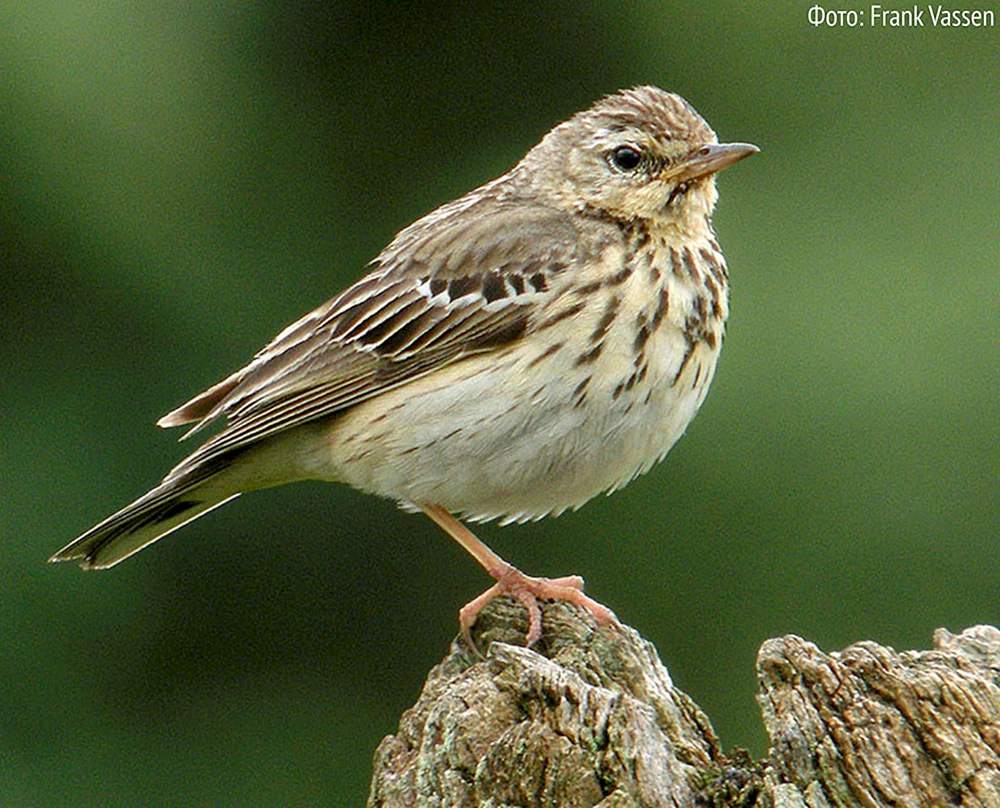 Sturmvögel des Leningrader Gebietes