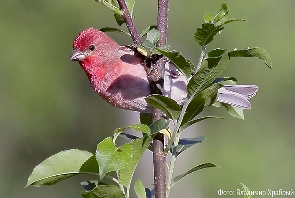 Sturmvögel des Leningrader Gebietes