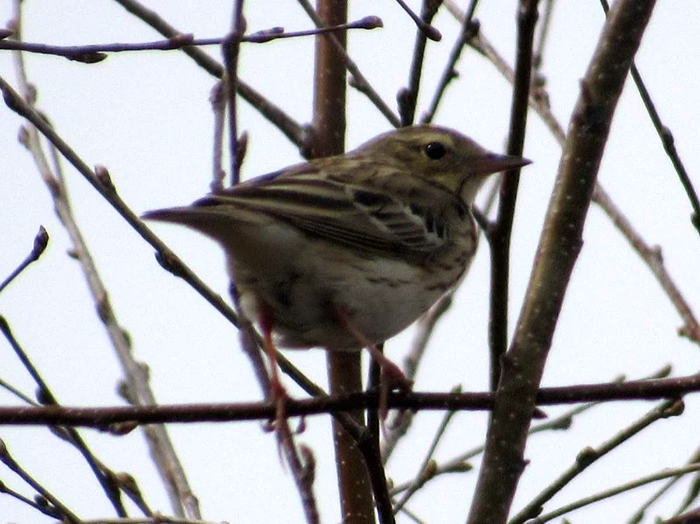 Kleine Vögel des Altaigebirges im Winter