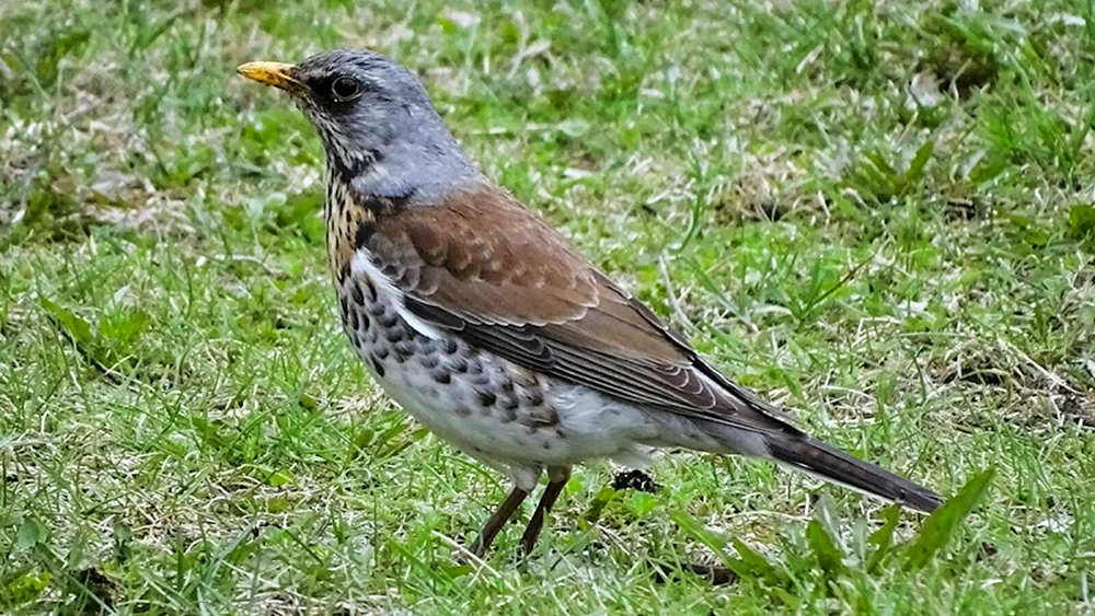 Waldvögel Leningradsky Drossel
