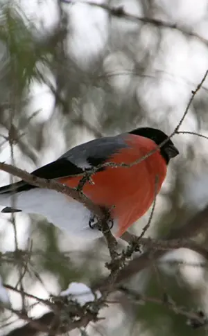 Überwinternde Waldvögel von Karelien