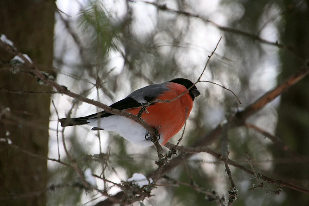 Überwinternde Waldvögel von Karelien