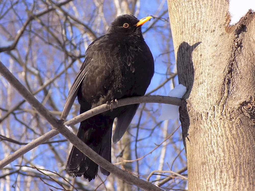 Vögel des Leningrader Gebietes