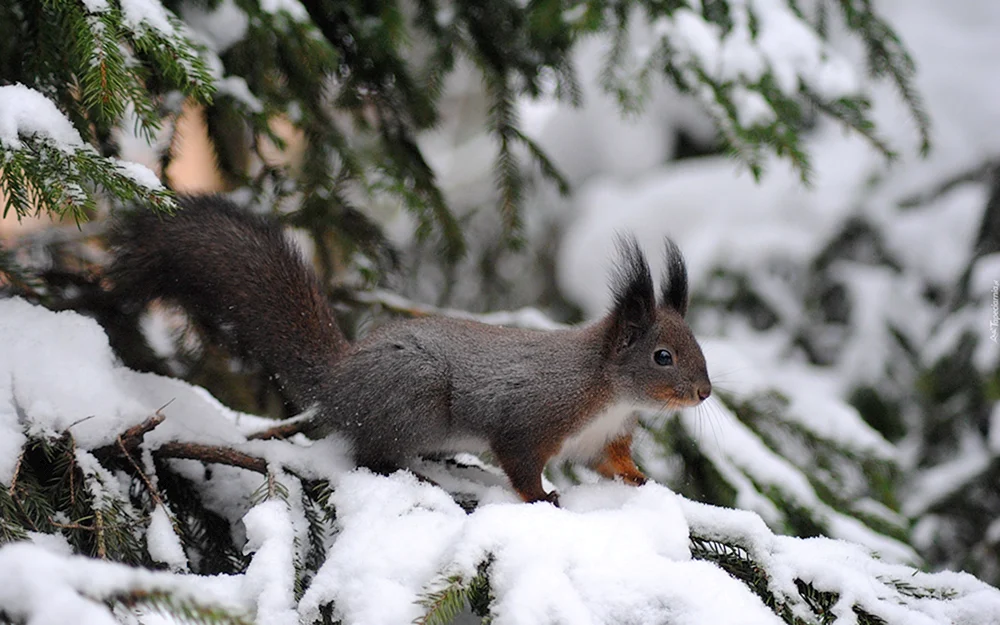Wintertiere