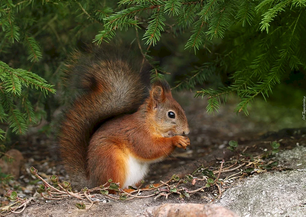 Waldtiere