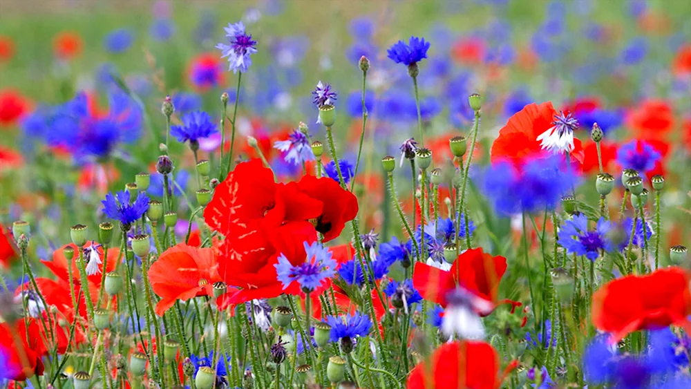 Sommer Blumen