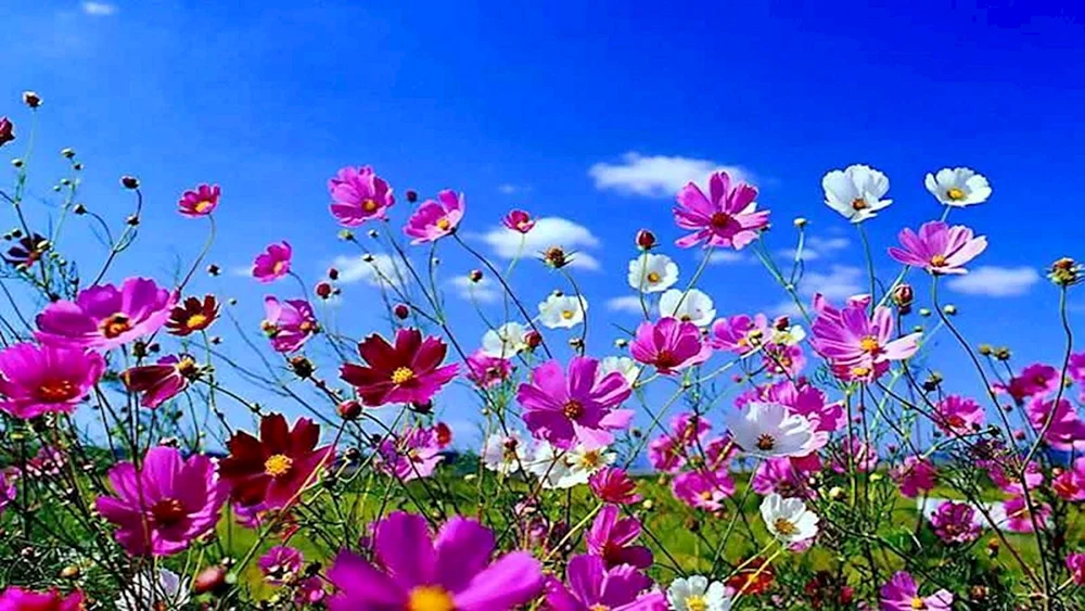 Sommerblumen