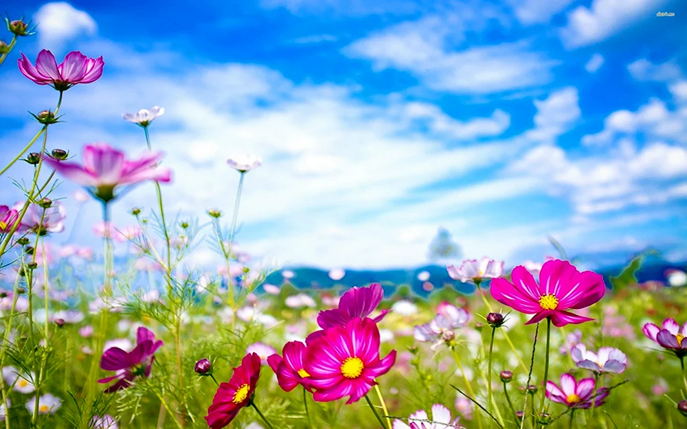 Sommerblumen